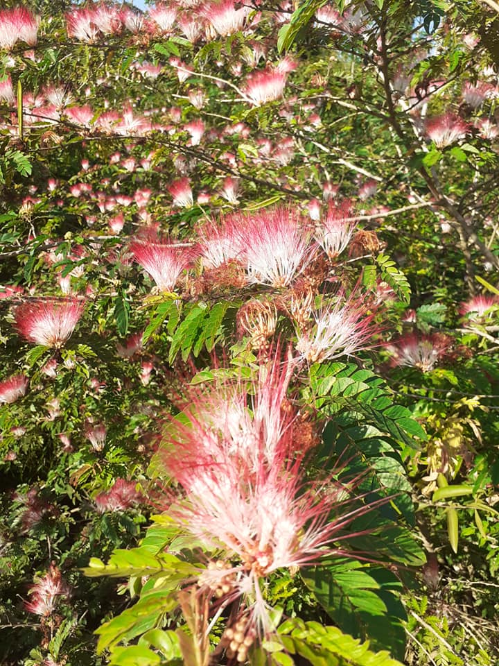 Bobinsana flowers make the tree look covered in pink hearts