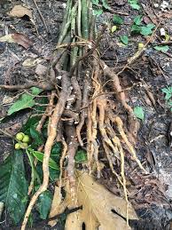 sananga plant uncleaned roots