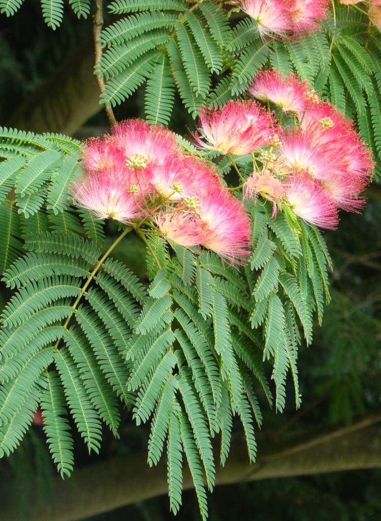 Persian Silk Tree - it is NOT bobinsana, note the subtle differences in the leaves and flower