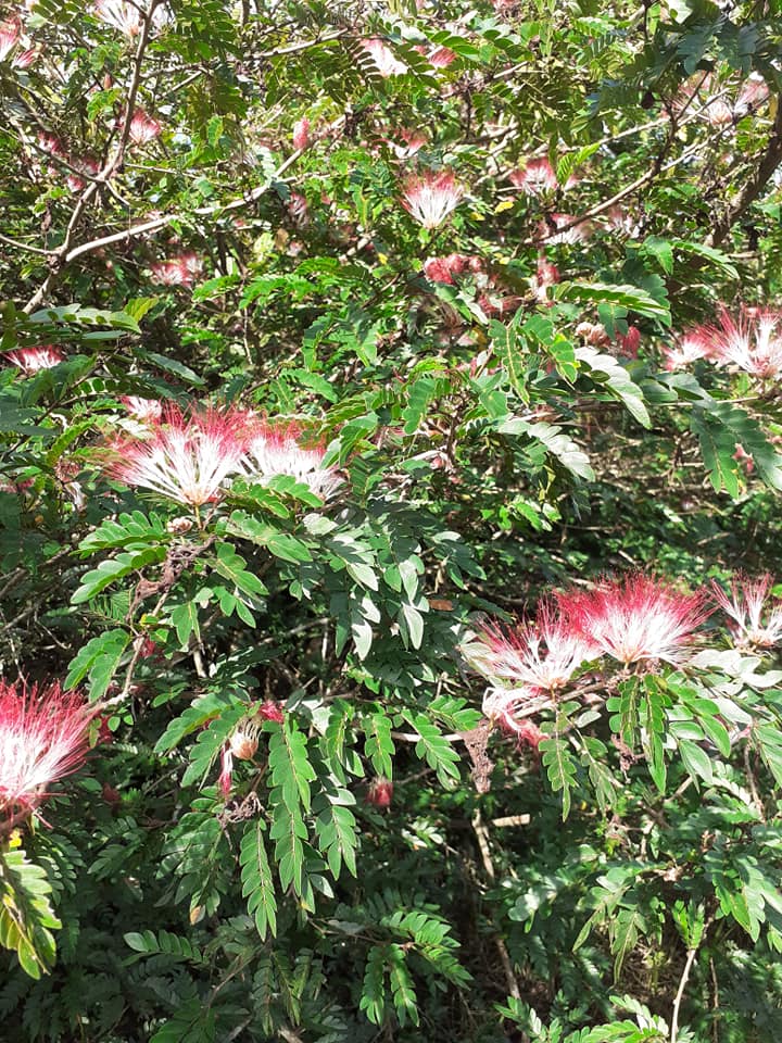 Bobinsana tree in bloom - feel the love!