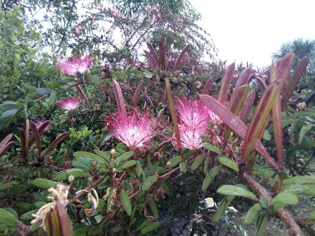 Bobinsana flowers in bloom with seed pods
