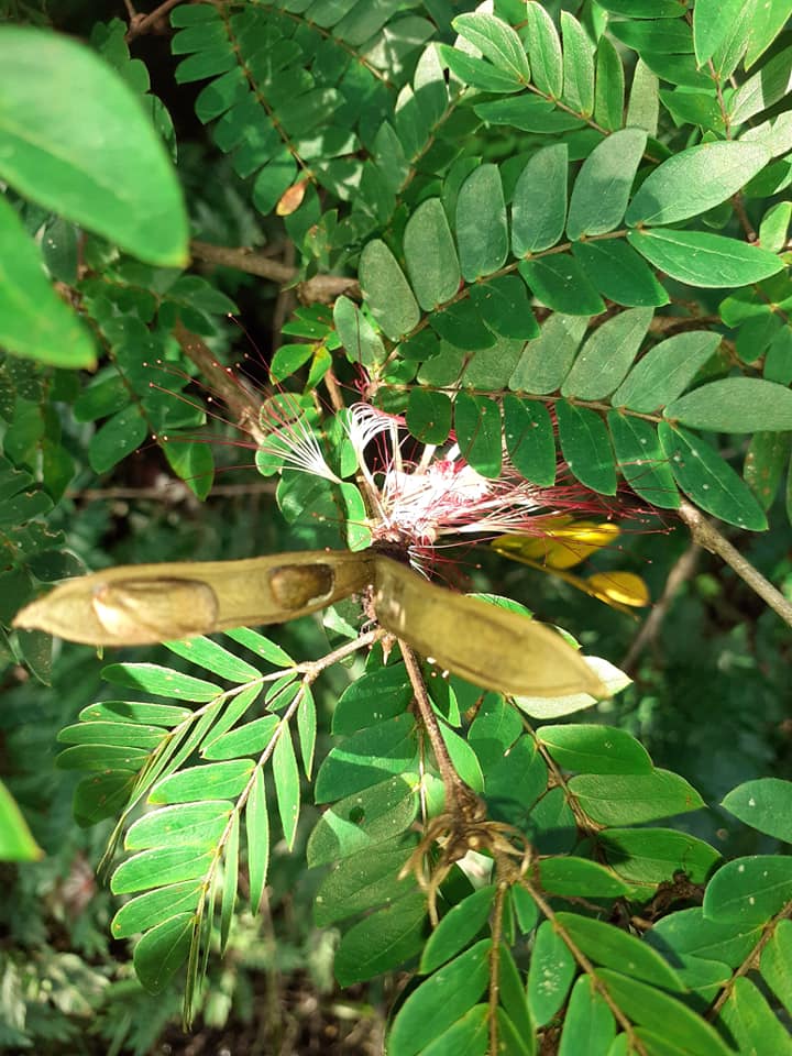 Bobinsana seed pod on the branch