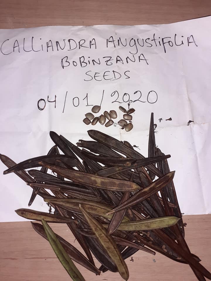 Collecting Bobinsana Seeds in Peru