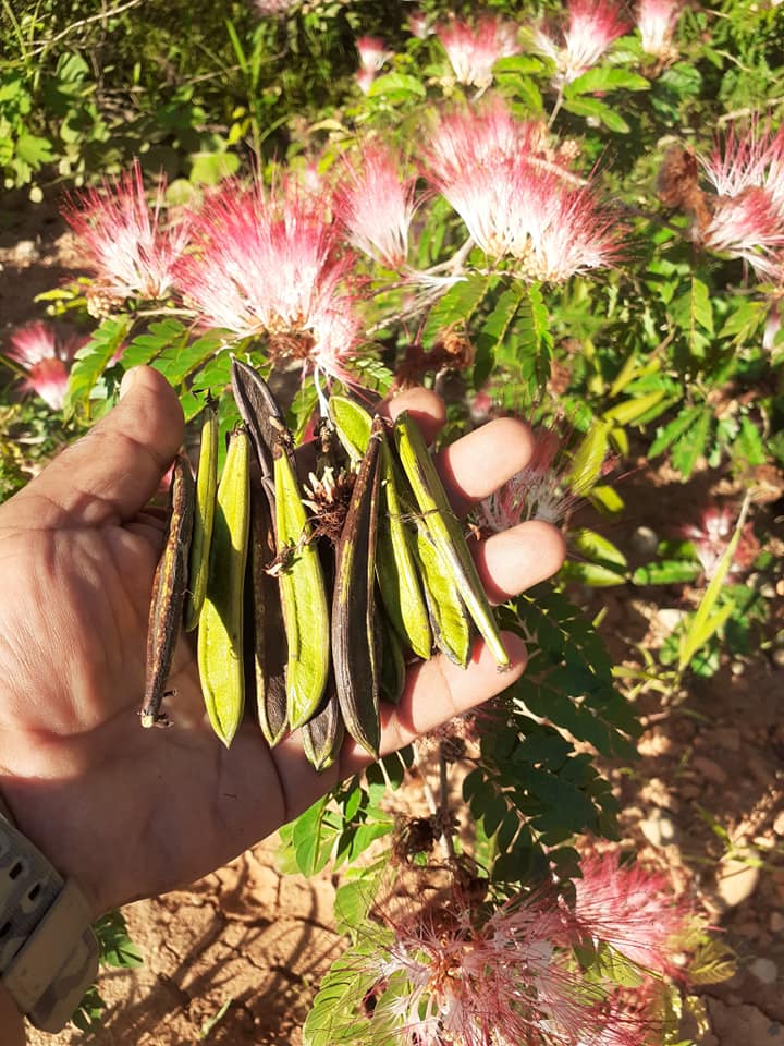 Harvesting Bobinsana Seed Pods
