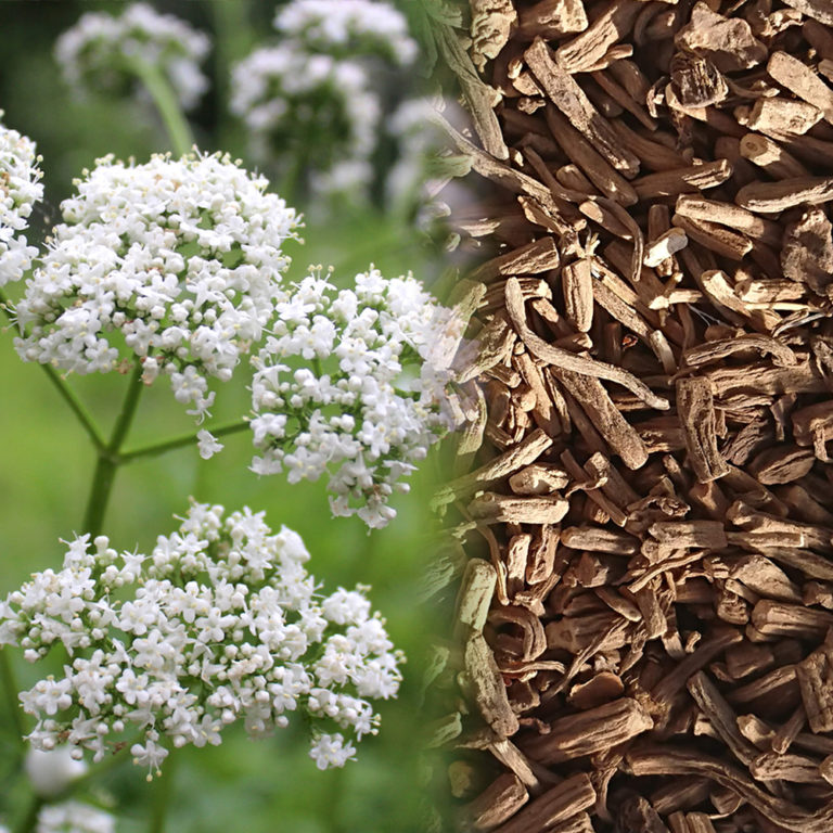 Valerian Root (Valeriana Officinalis) Sananga Canada