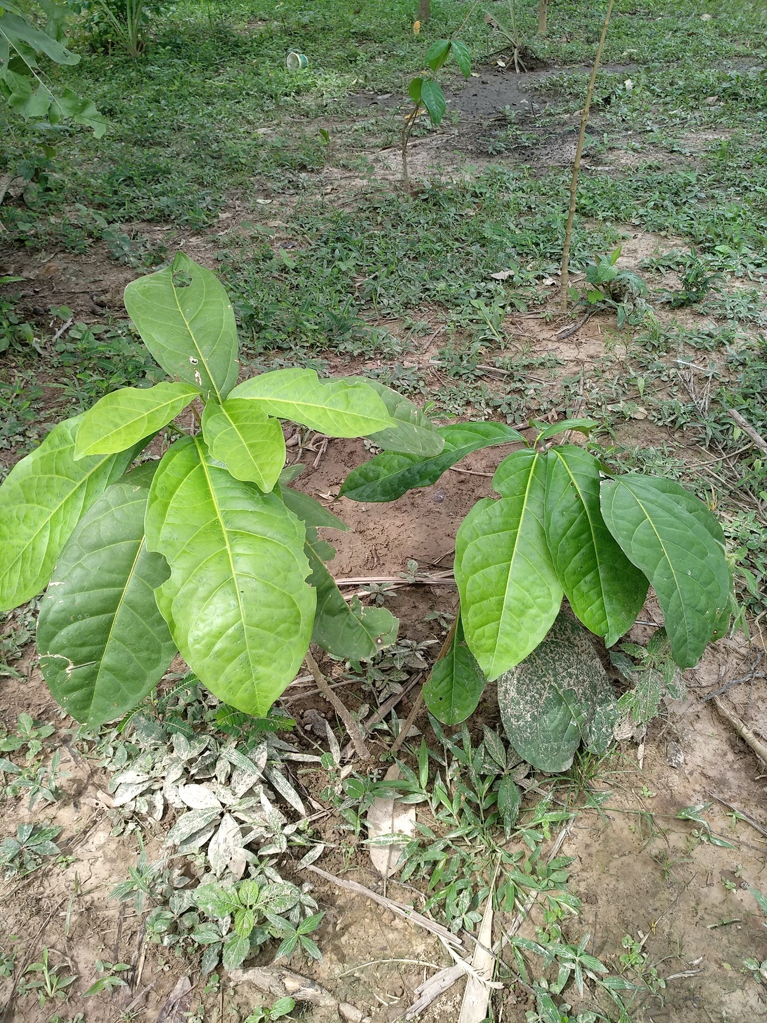 Complete Guide To Ajo Sacha (mansoa Alliacea) - Sananga Canada