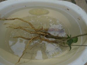 Ajos Sacha Roots soaking in water