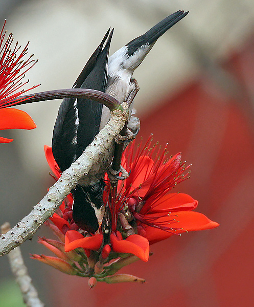 Bird drinking Mulungu Nectar - By J.M.Garg - Own work, CC BY-SA 3.0, https://commons.wikimedia.org/w/index.php?curid=3083224