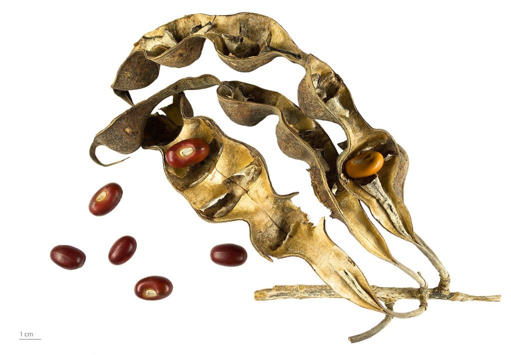 Mulungu seeds in the legume pod fruit - By Roger Culos - Own work, CC BY-SA 3.0, https://commons.wikimedia.org/w/index.php?curid=27001350