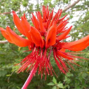 Erythina Mulungu flowers - credit to Jan Koeman