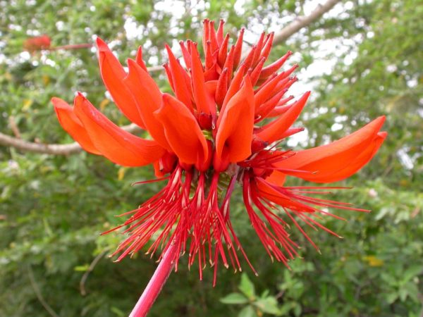 Erythina Mulungu flowers - credit to Jan Koeman