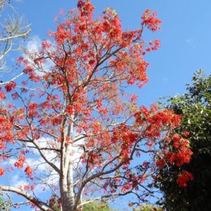 E. Mulungu tree in Bloom in Brazil