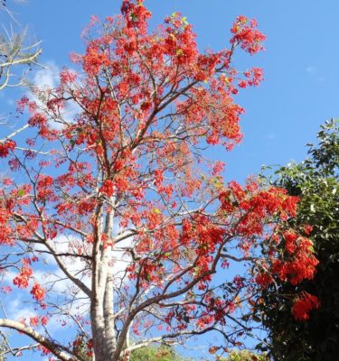 E. Mulungu tree in Bloom in Brazil
