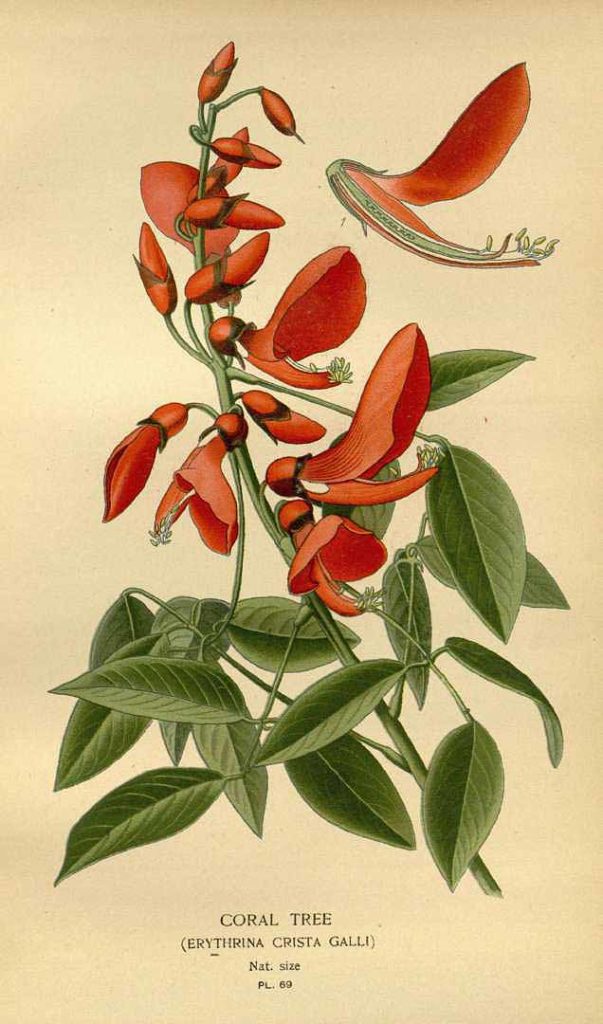 Mulungu FLowers - Erythrina Crista Galli L.