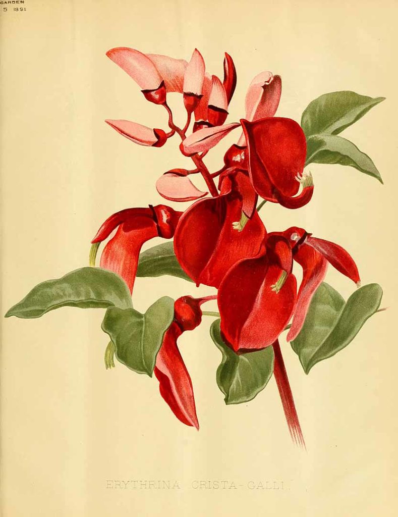 Mulungu FLowers - Erythrina Crista Galli L.