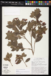 Brunfelsia plowmaniana isotype speicimen
