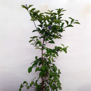 Brunfelsia uniflora tree without its flowers