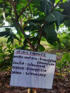 Chiric Sanango (Brunfelsia grandiflora) tree growing in a garden in Peru